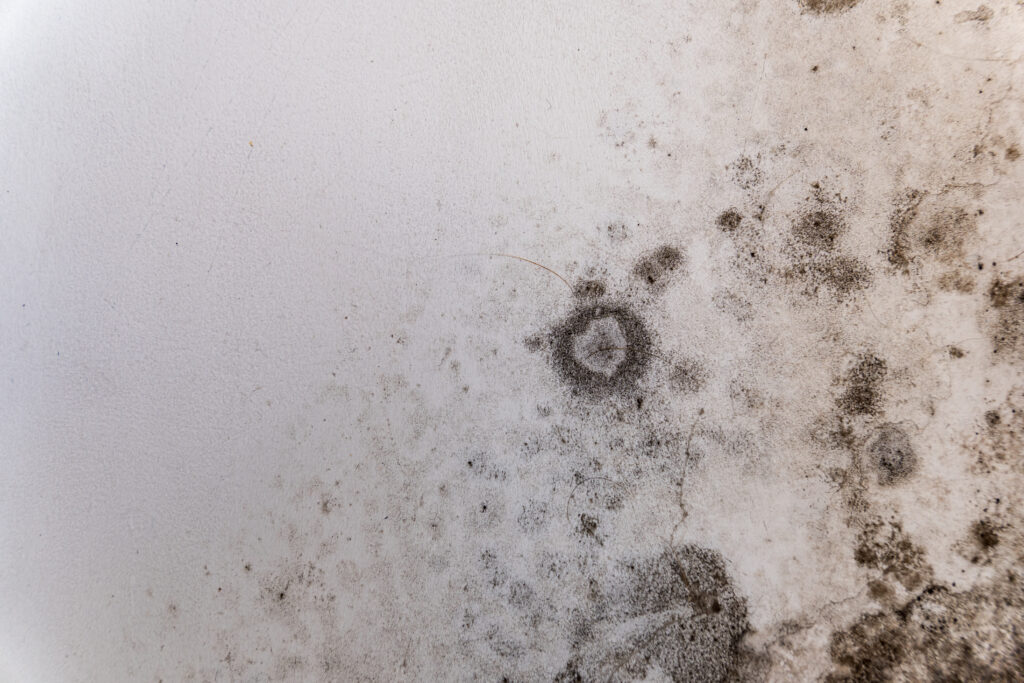 Damp wall with black mold bloom
